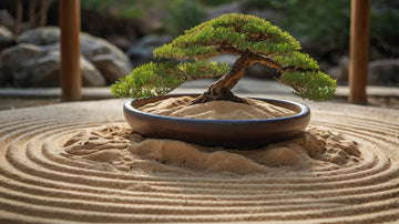 Bonsai tree in a pot on raked sand with blurred background